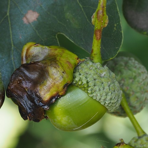 Andricus quercuscalicis [L.]Sur le Nature.Guide de RikenMon