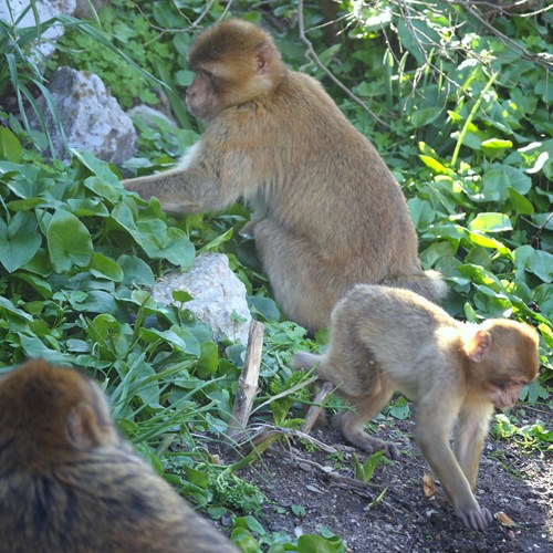 Macaco-de-gibraltarEm Nature.Guide de RikenMon