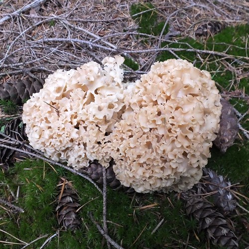Cauliflower funguson RikenMon's Nature.Guide