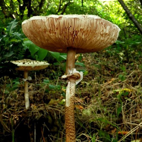 Parasol mushroomon RikenMon's Nature.Guide