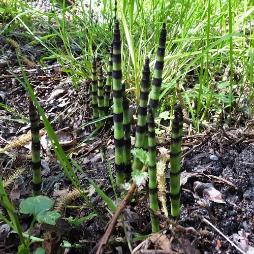 Equisetum telmateia [L.]Em Nature.Guide de RikenMon