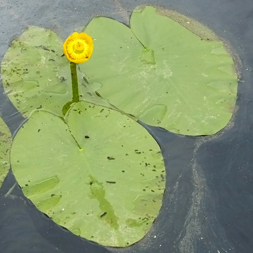 Yellow Water-lilyon RikenMon's Nature.Guide