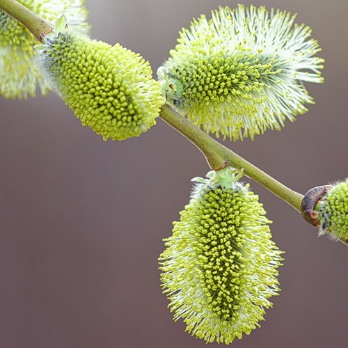 Salix viminalis [L.]Em Nature.Guide de RikenMon