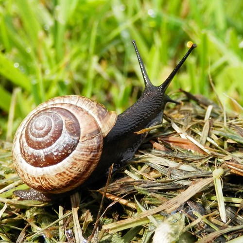 Copse snailon RikenMon's Nature.Guide