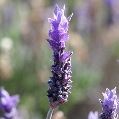 French lavenderon RikenMon's Nature.Guide