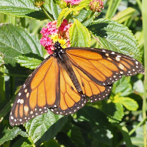 Monarch butterflyon RikenMon's Nature.Guide