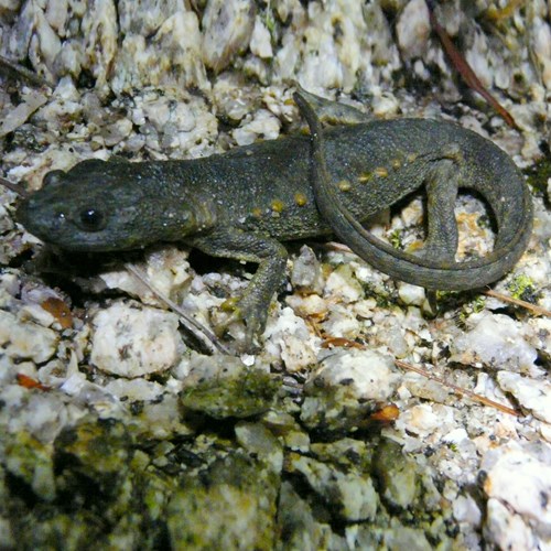 Salamandra-de-costelas-salientesEm Nature.Guide de RikenMon