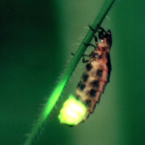 Common glow-wormon RikenMon's Nature.Guide