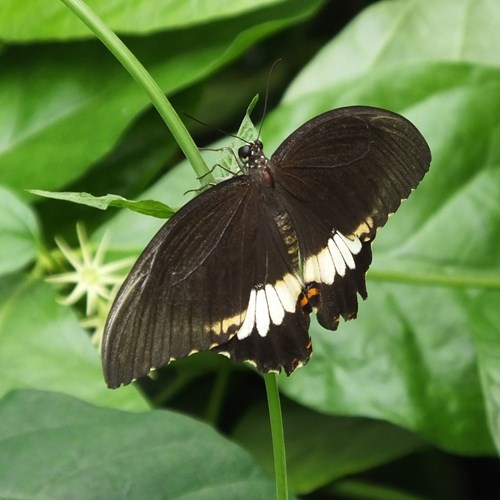 Papilio polytes [L.]En la Guía-Naturaleza de RikenMon