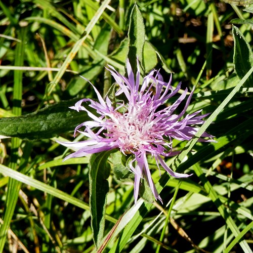 Centaurea scabiosa [L.]Em Nature.Guide de RikenMon