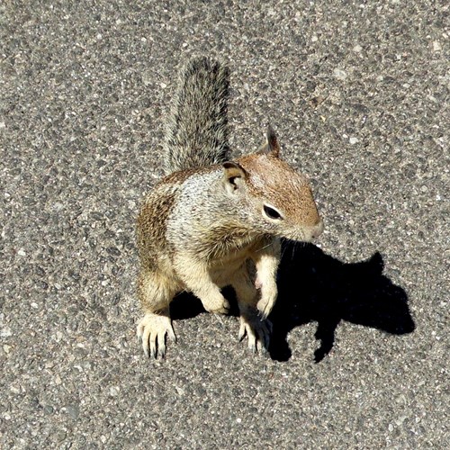California ground squirrelon RikenMon's Nature.Guide