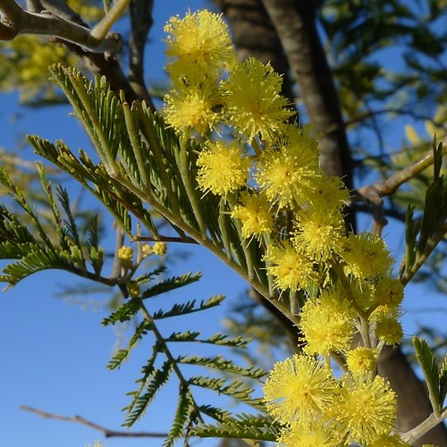 Acacia dealbata [L.]Sur le Nature.Guide de RikenMon