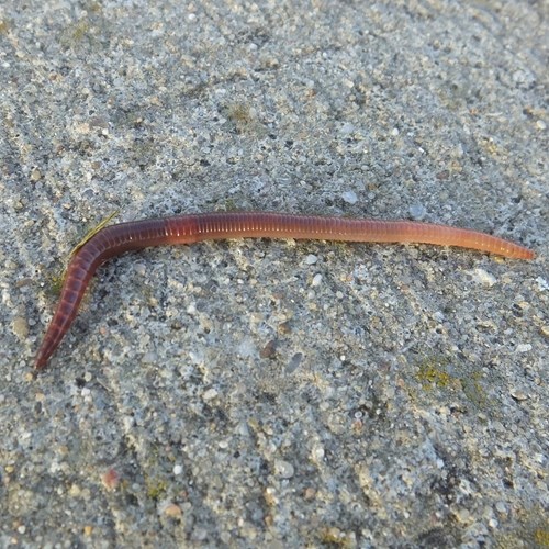 Earthwormon RikenMon's Nature.Guide