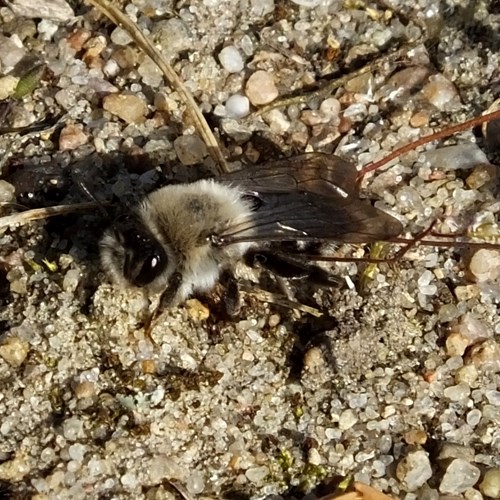 Andrena vaga [L.]Sur le Nature.Guide de RikenMon