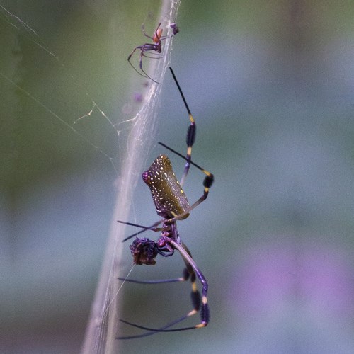Golden orb-web spideron RikenMon's Nature.Guide