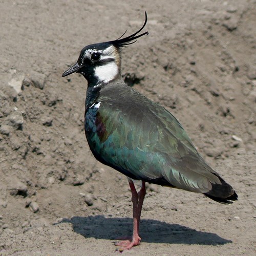 Vanneau huppéSur le Nature.Guide de RikenMon