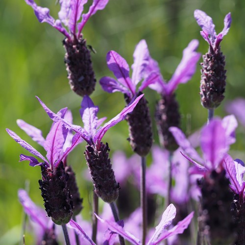 Spanish lavenderon RikenMon's Nature.Guide