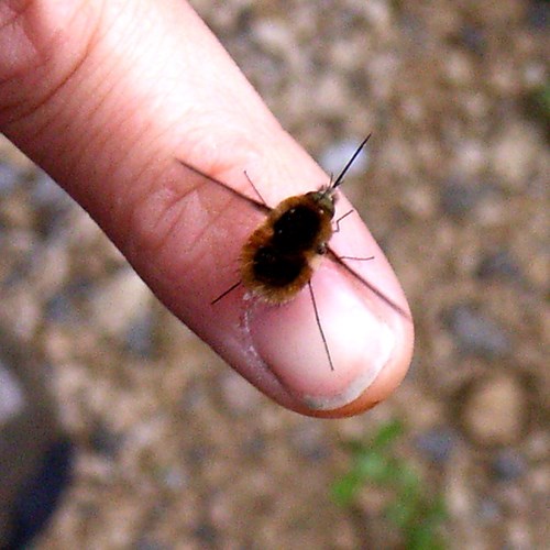 Large bee-flyon RikenMon's Nature.Guide