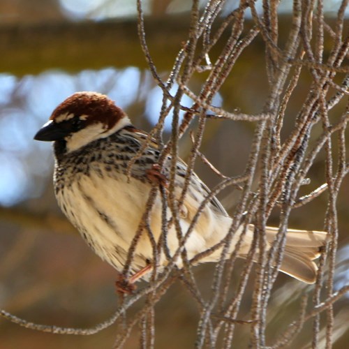 Spanish sparrowon RikenMon's Nature.Guide