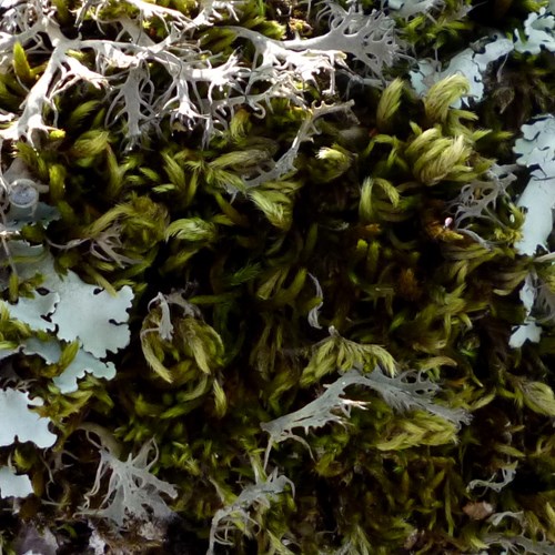 Sphagnum palustre [L.]Em Nature.Guide de RikenMon