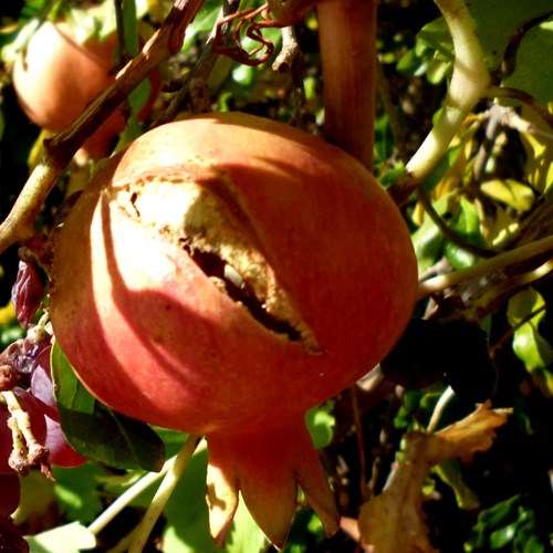 Pomegranateon RikenMon's Nature.Guide