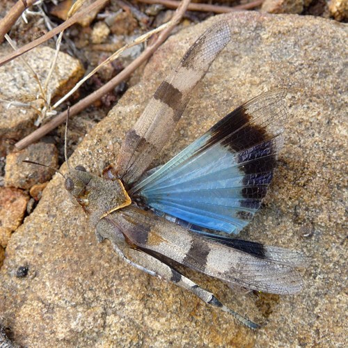 Blauflügelige ÖdlandschreckeAuf RikenMons Nature.Guide