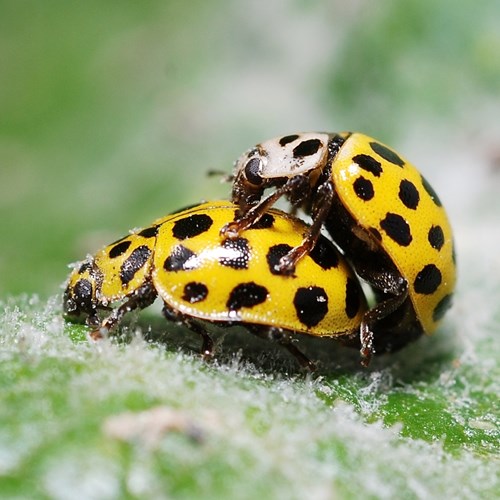22-spot ladybirdon RikenMon's Nature.Guide