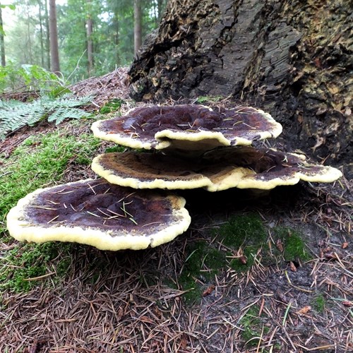 Velvet-top funguson RikenMon's Nature.Guide