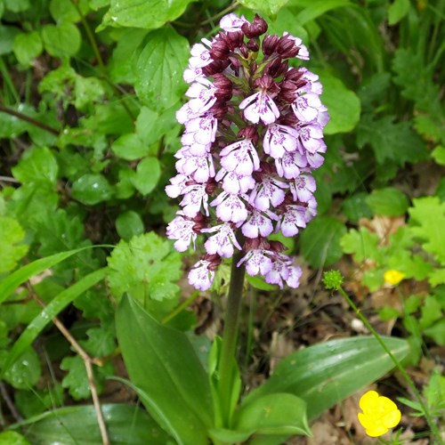 Orchis purpurea [L.]En la Guía-Naturaleza de RikenMon