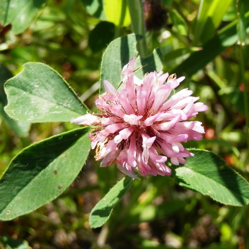 Trifolium medium [L.]En la Guía-Naturaleza de RikenMon