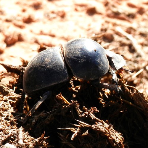 Flightless dung beetleon RikenMon's Nature.Guide