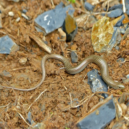 Cobra-de-pernas-tridáctilaEm Nature.Guide de RikenMon