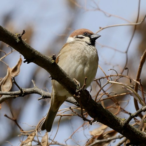 Tree sparrowon RikenMon's Nature.Guide