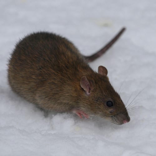 Rat brunSur le Nature.Guide de RikenMon