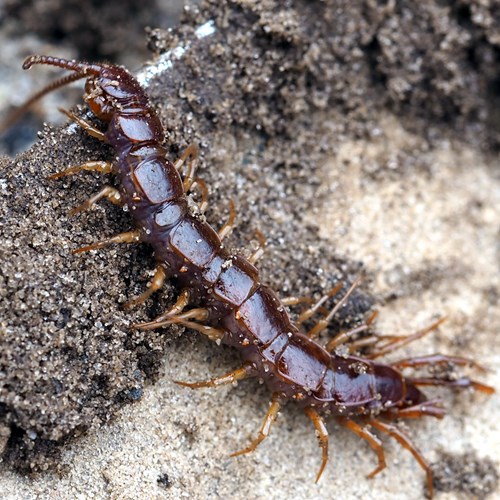 Brown centipedeon RikenMon's Nature.Guide