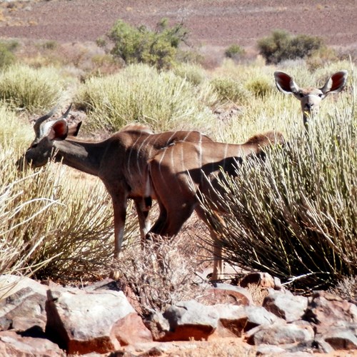 Greater kuduon RikenMon's Nature.Guide