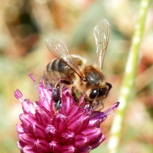 Western honey beeon RikenMon's Nature.Guide