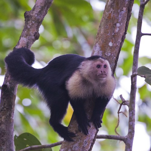Macaco-prego-de-cara-brancaEm Nature.Guide de RikenMon