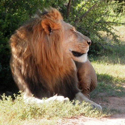 LionSur le Nature.Guide de RikenMon