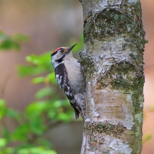 Lesser spotted woodpeckeron RikenMon's Nature.Guide