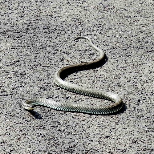 Cobra-de-água-de-colarEm Nature.Guide de RikenMon