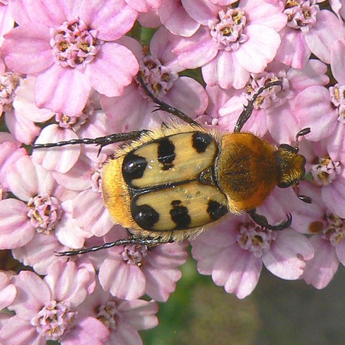 Bee beetleon RikenMon's Nature.Guide