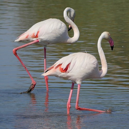 Greater flamingoon RikenMon's Nature.Guide