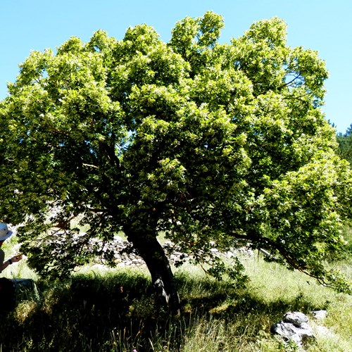 Large-leaved linden on RikenMon's Nature.Guide