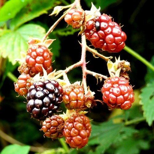 Blackberryon RikenMon's Nature.Guide
