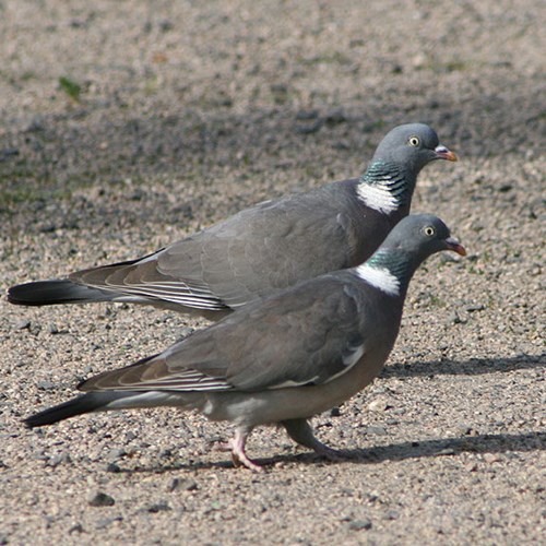 Pigeon ramierSur le Nature.Guide de RikenMon