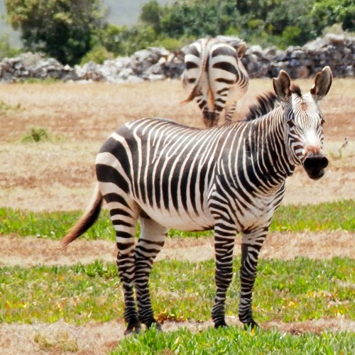 Zebra-da-montanhaEm Nature.Guide de RikenMon