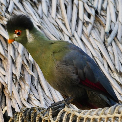 Turaco-de-orelha-brancaEm Nature.Guide de RikenMon