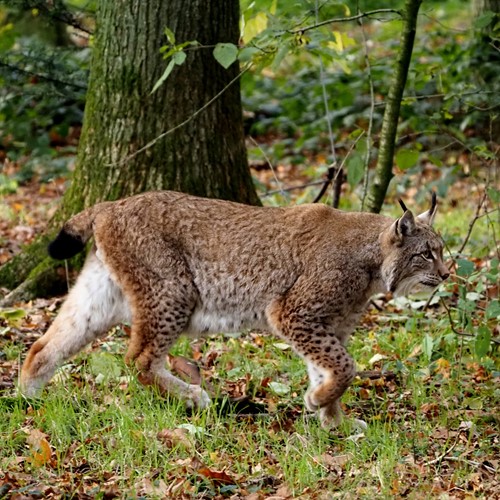 Lynx boréalSur le Nature.Guide de RikenMon