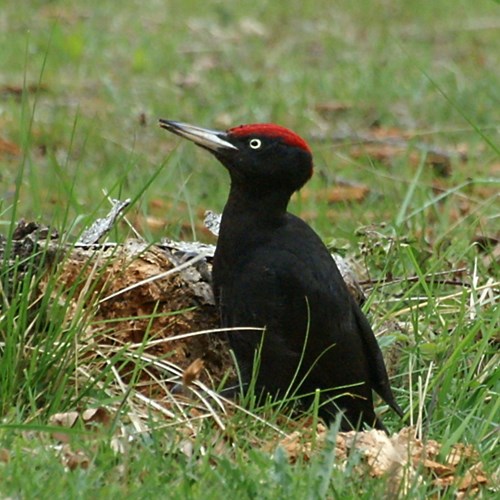 Black woodpeckeron RikenMon's Nature.Guide